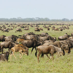 Wildlife / migration around  Kusini Camp, Serengeti, Tanzania, March 2006.